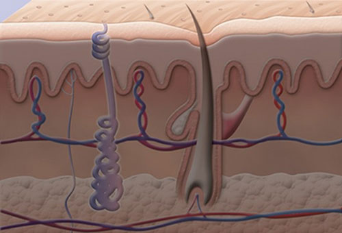 Anatomy and physiology of the skin and the wound healing process